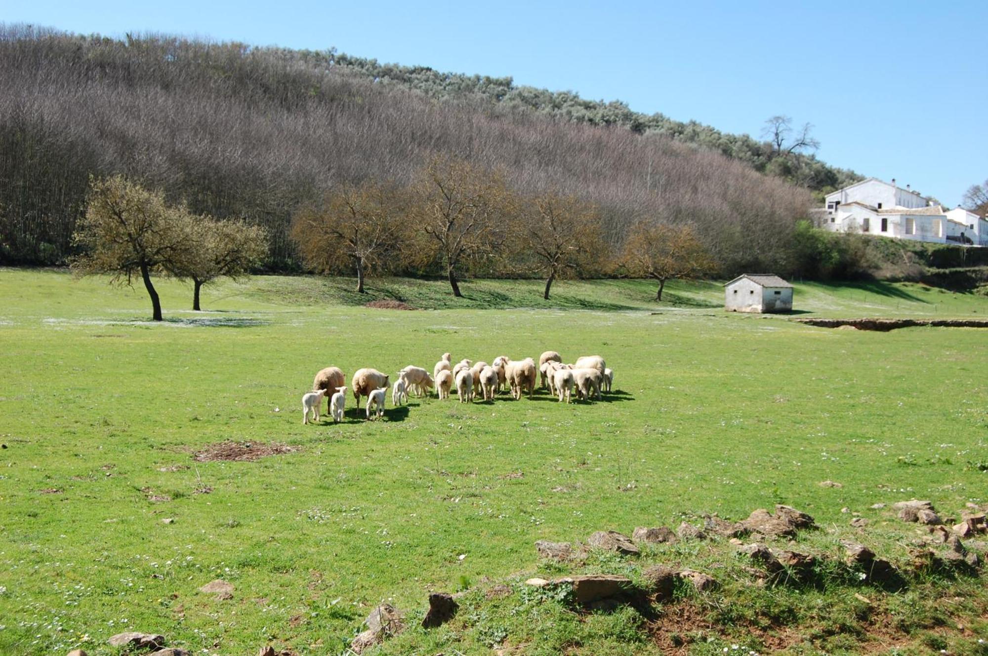 Los Pozos De La Nieve Constantina Esterno foto